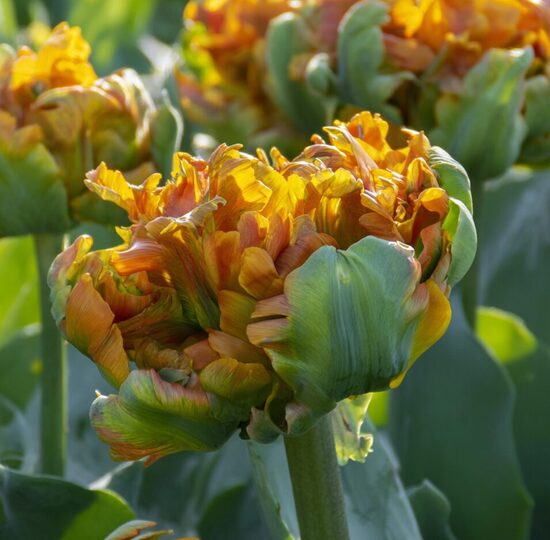 Tulpe 'Secret Princess'